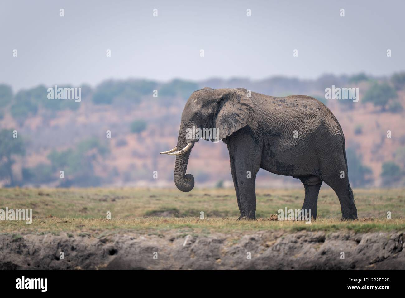 African bush elephant stands on grassy floodplain Stock Photo - Alamy