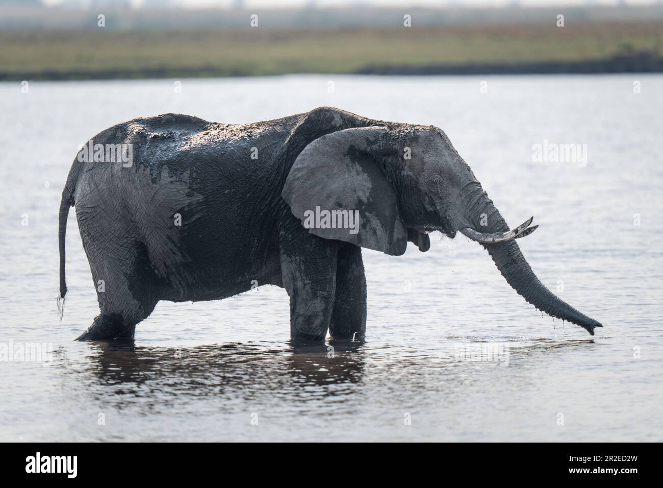 African bush elephant stands drinking in floodplain Stock Photo - Alamy