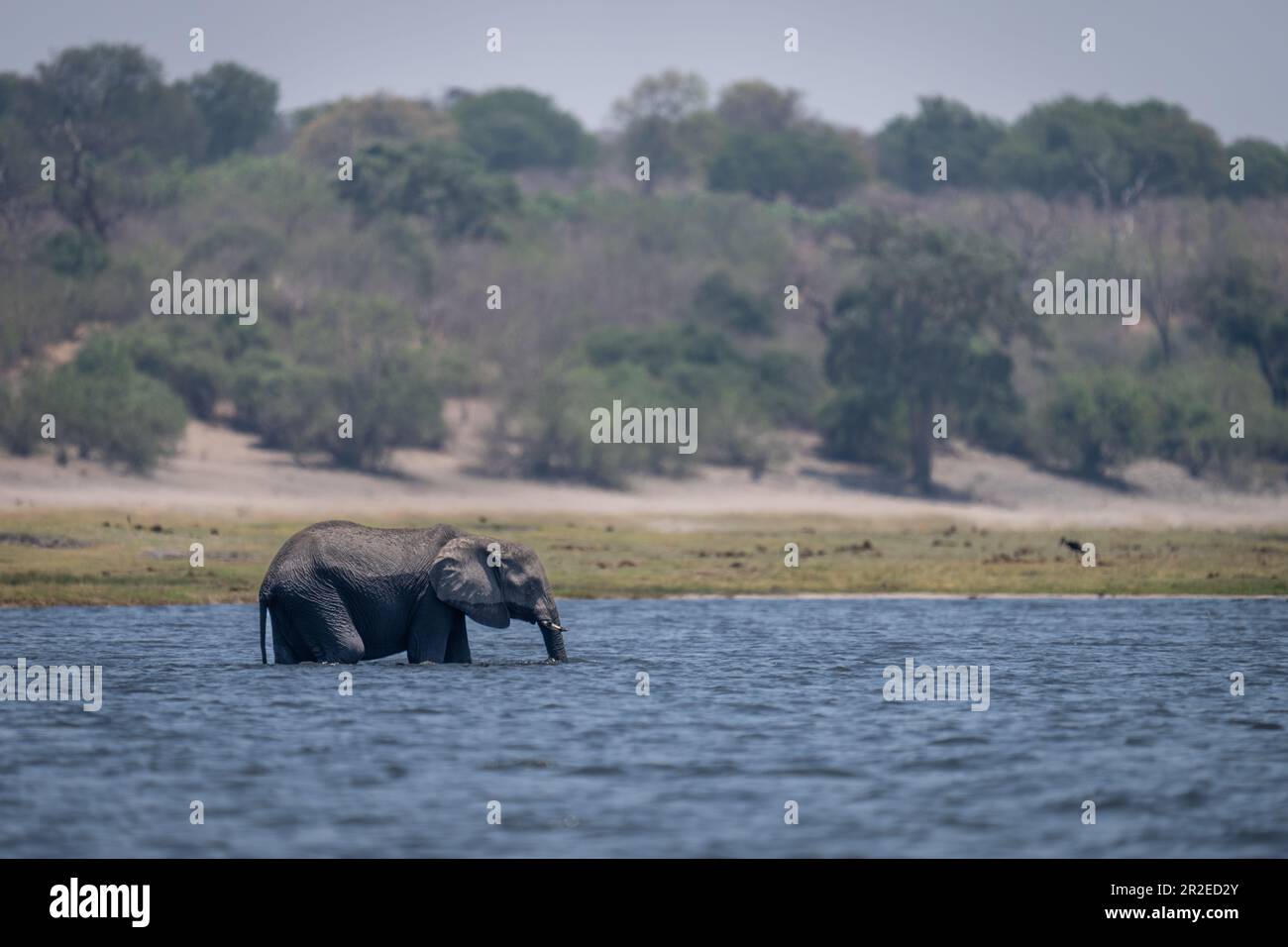 African bush elephant standing in shallow river Stock Photo - Alamy