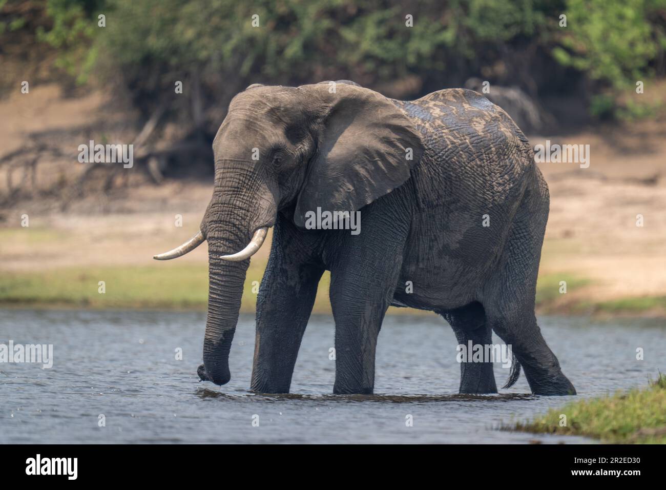 African bush elephant stands in shallow river Stock Photo - Alamy