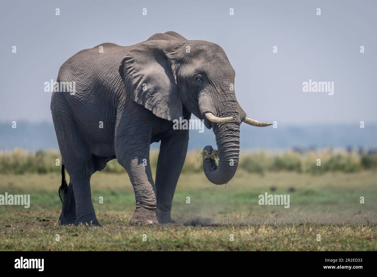 African bush elephant on floodplain stands grazing Stock Photo - Alamy