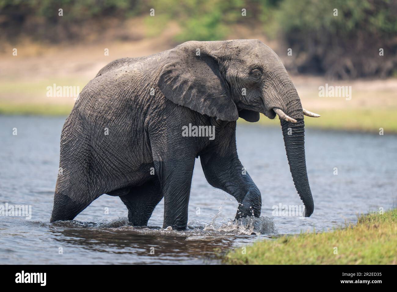 African bush elephant splashes out of river Stock Photo - Alamy
