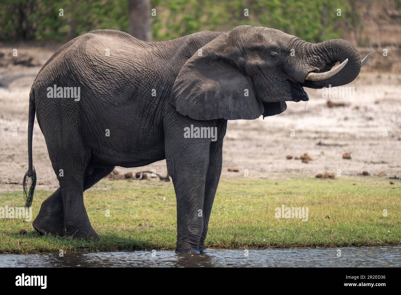 African bush elephant stands drinking by river Stock Photo - Alamy
