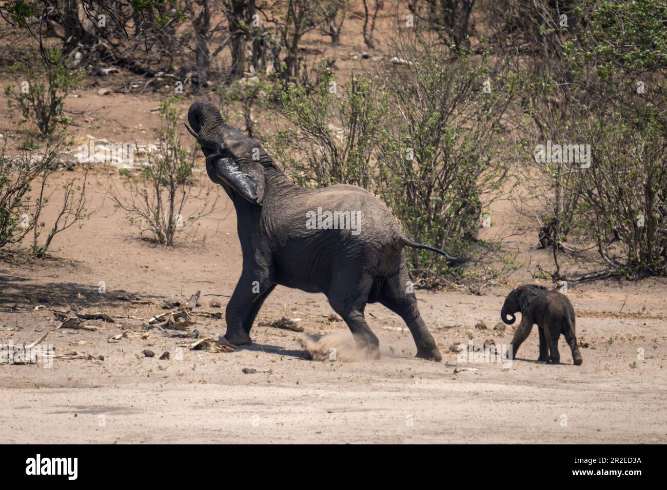 African bush elephant lunges forward guarding calf Stock Photo - Alamy
