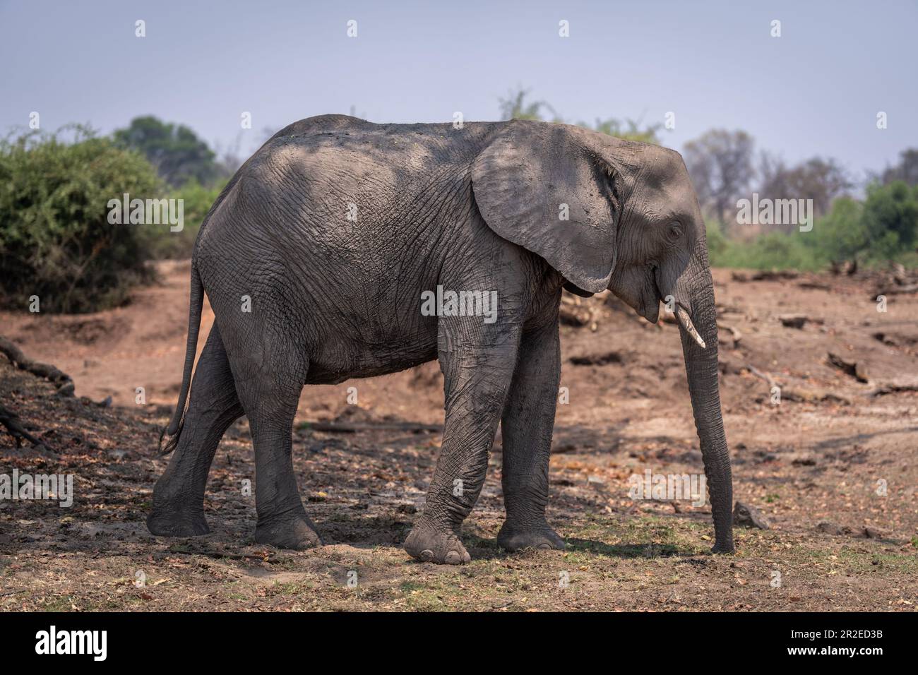 African bush elephant stands in dappled sunshine Stock Photo - Alamy