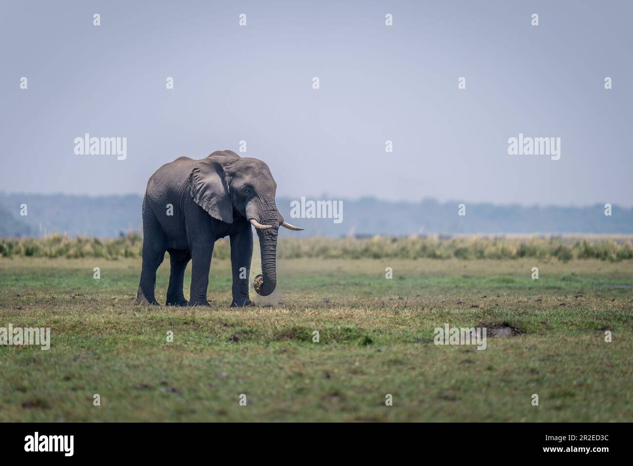 African bush elephant stands on floodplain grazing Stock Photo - Alamy