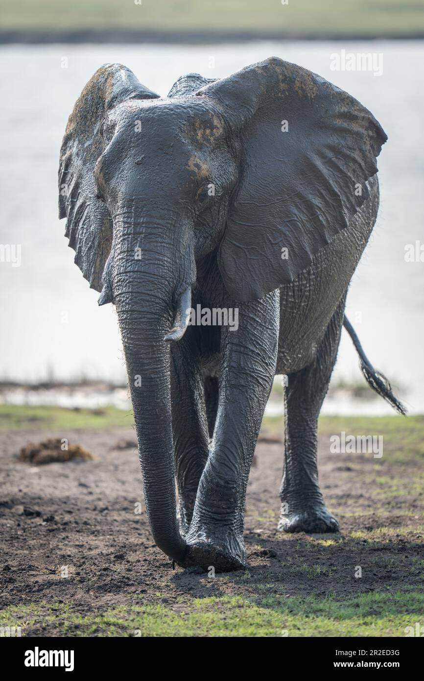 African bush elephant walks away from river Stock Photo - Alamy