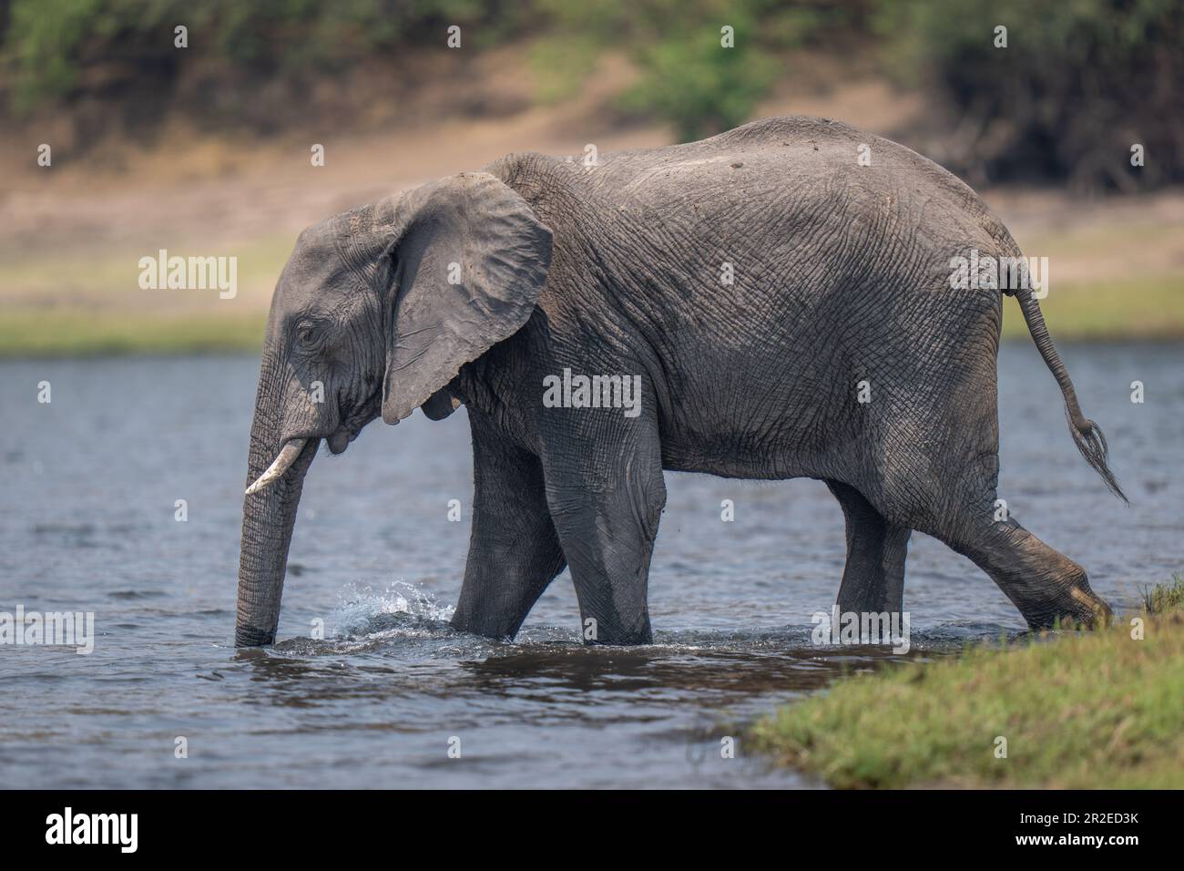 African bush elephant walks into shallow river Stock Photo - Alamy