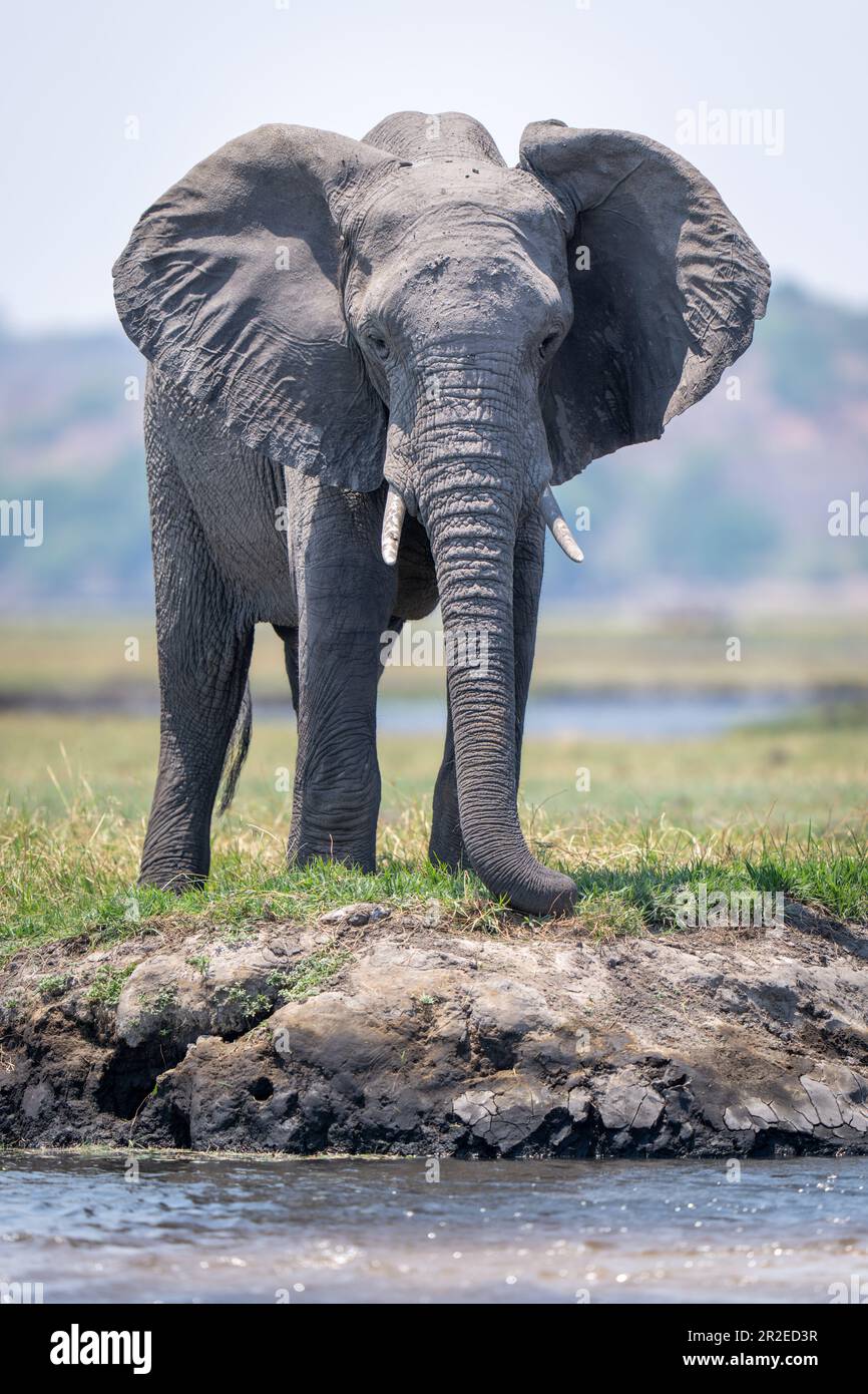 African bush elephant stands on grassy riverbank Stock Photo - Alamy