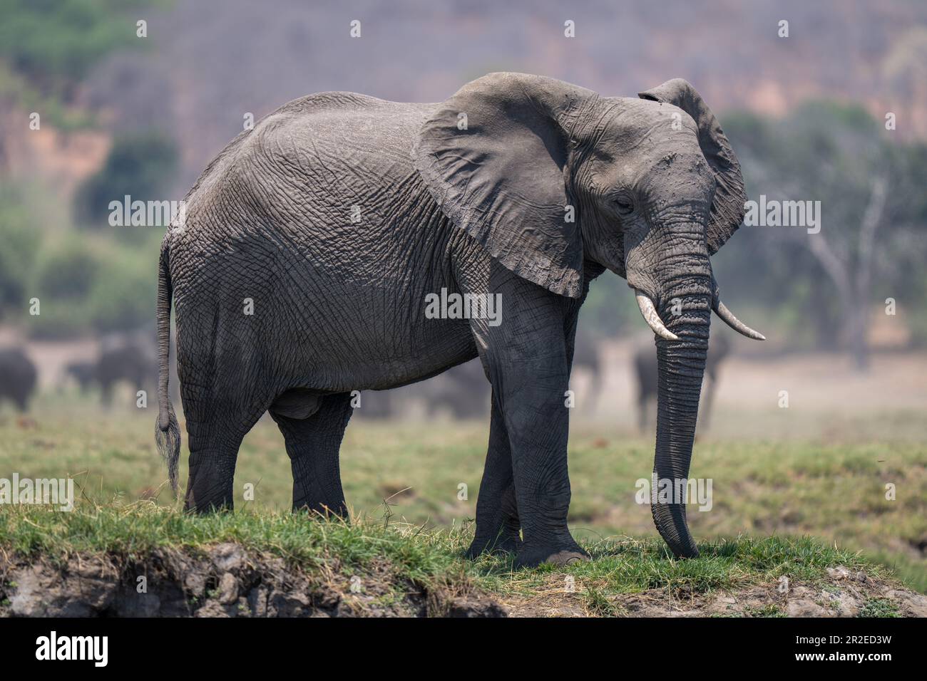African bush elephant standing on grassy riverbank Stock Photo - Alamy