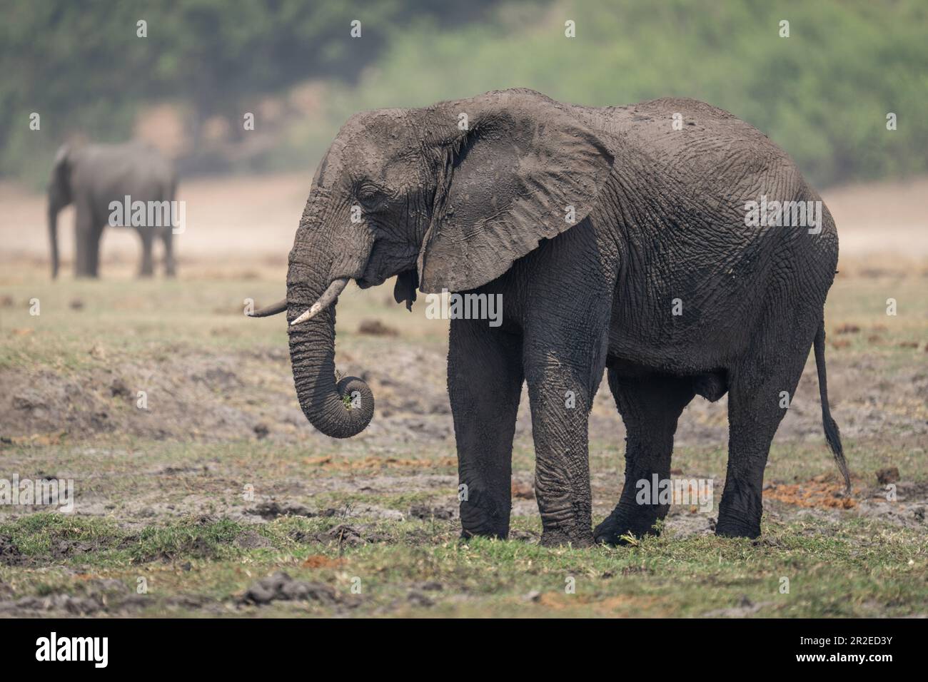 African bush elephant stands grazing near another Stock Photo - Alamy
