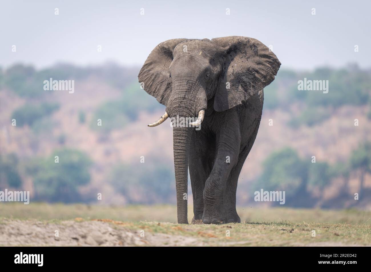 African bush elephant stands on short grass Stock Photo - Alamy