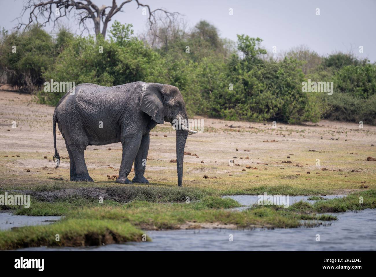 African bush elephant stands on grass riverbank Stock Photo - Alamy