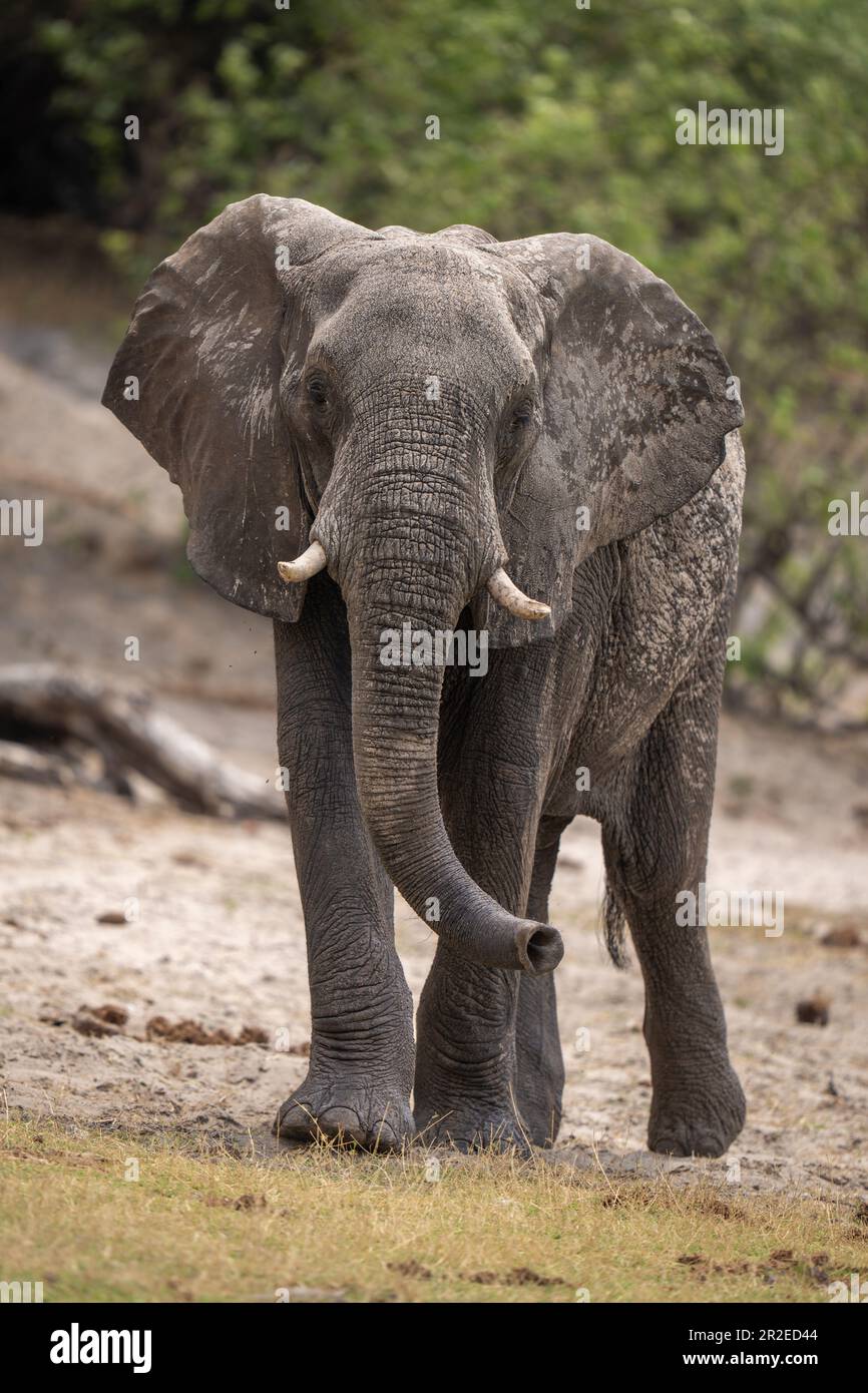 African bush elephant walks along sandy slope Stock Photo - Alamy