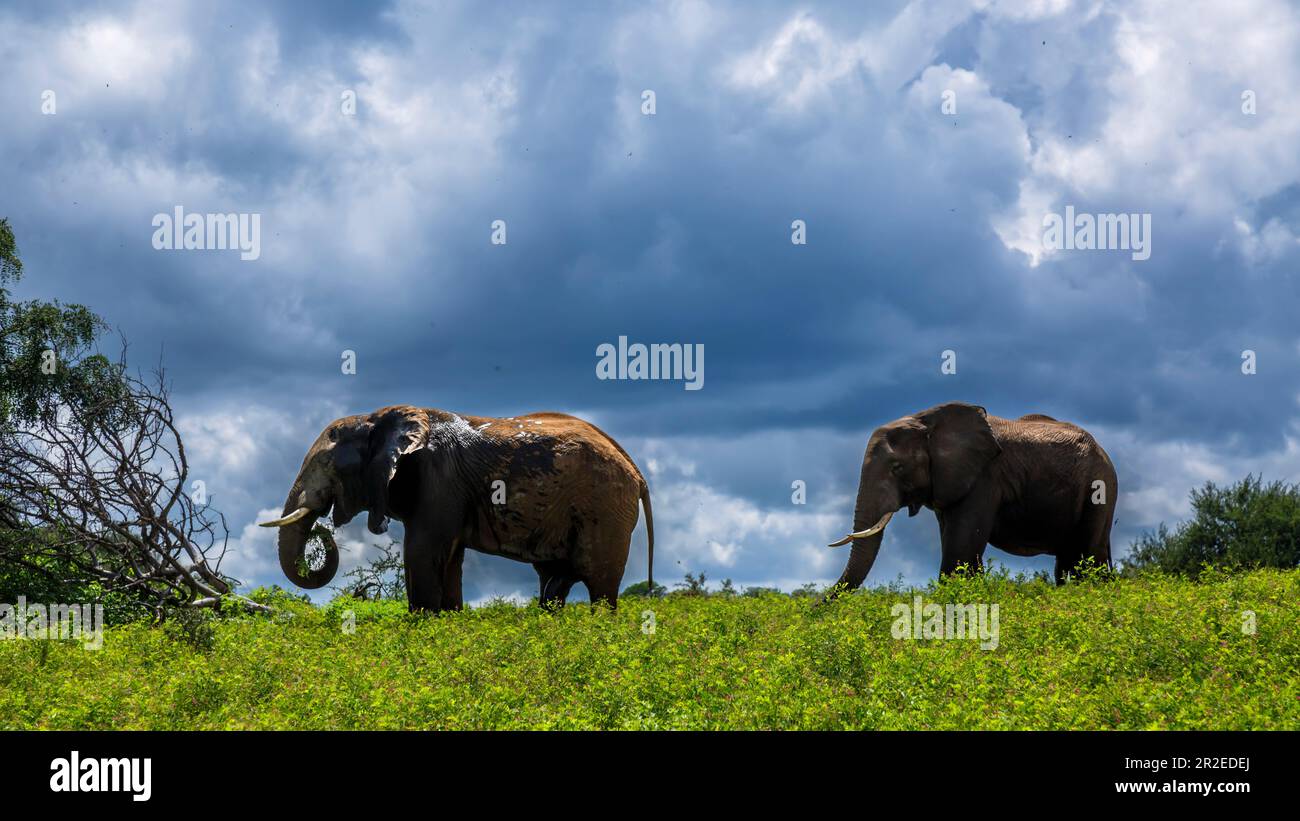 Two African bush elephant in yellow flowers meadow in Kruger National park, South Africa ; Specie Loxodonta africana family of Elephantidae Stock Photo