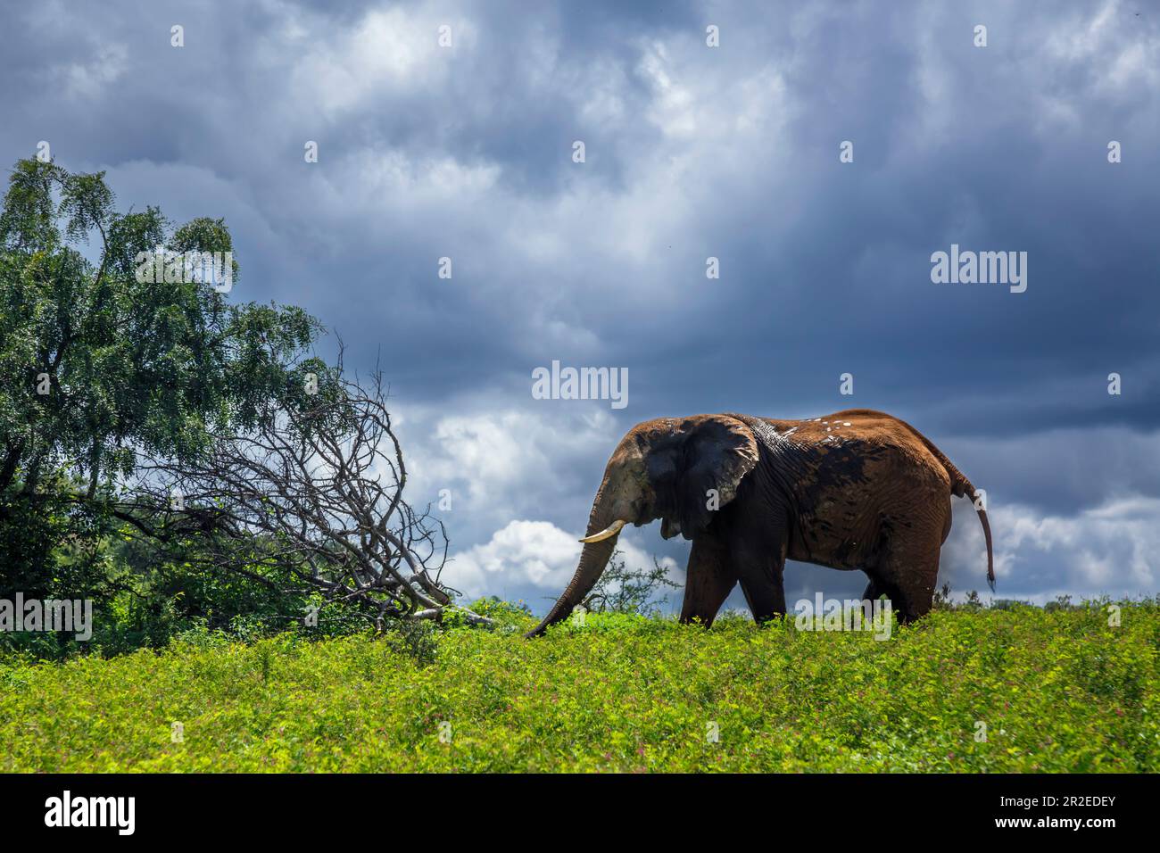 African bush elephant in yellow flowers meadow and cloudy sky in Kruger National park, South Africa ; Specie Loxodonta africana family of Elephantidae Stock Photo