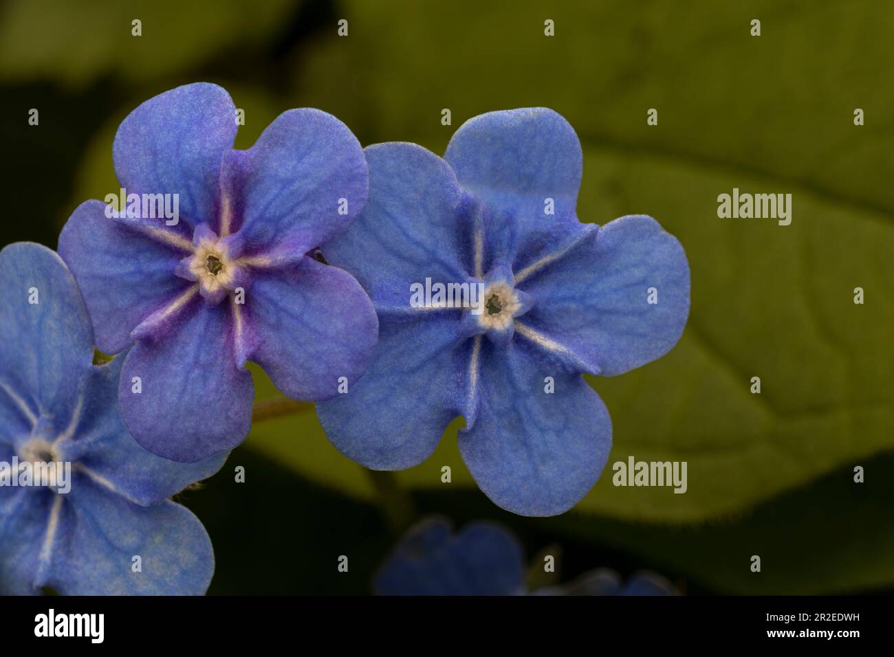 omphalodes verna, the creeping navelwort or blue-eyed-mary in detail. ??? Stock Photo