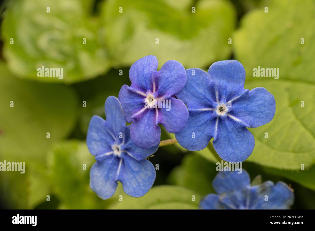 omphalodes verna, the creeping navelwort or blue-eyed-mary in detail. ??? Stock Photo