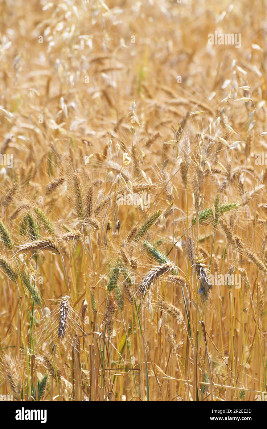 Close-up of maturing golden rye awns in the rye field. Agriculture, farming, food, GMO and beer concepts. Stock Photo