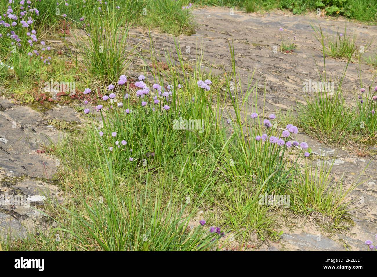 Plants Growing in Stone Stock Photo Alamy