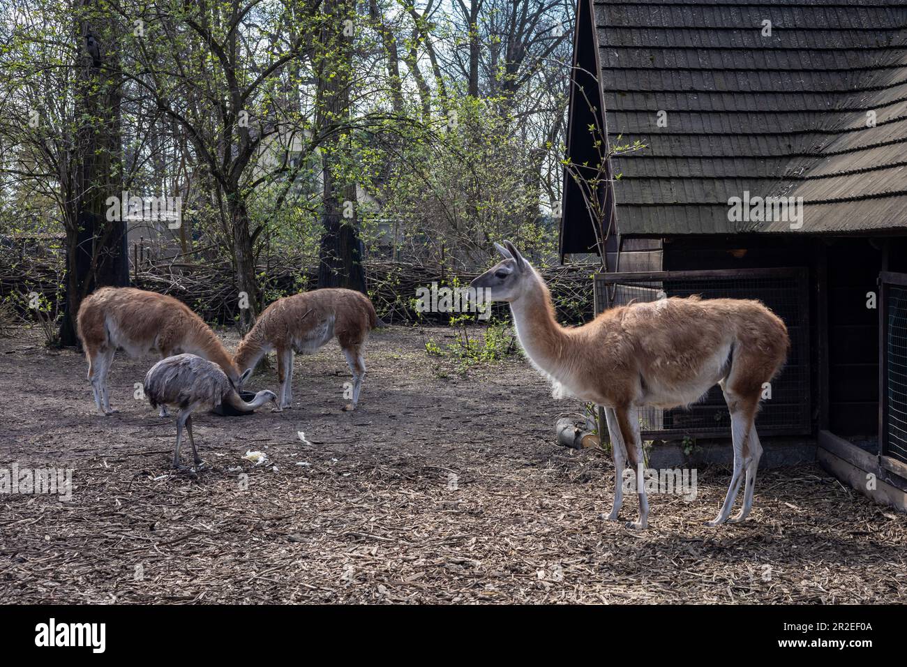 Three guanacos and grey nandu bird in front of a wooden stable. Stock Photo
