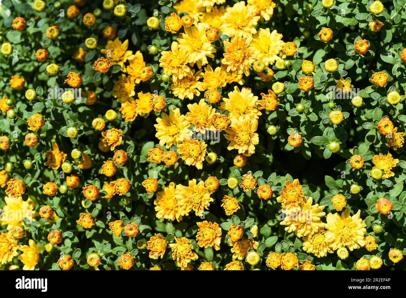 Gigi Golden Yellow Chrysanthemum close up Stock Photo