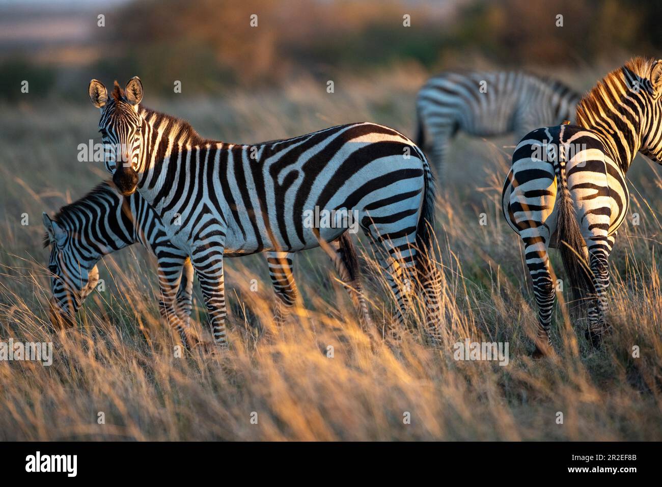 Zebras in Maasai Mara Kenya Stock Photo - Alamy