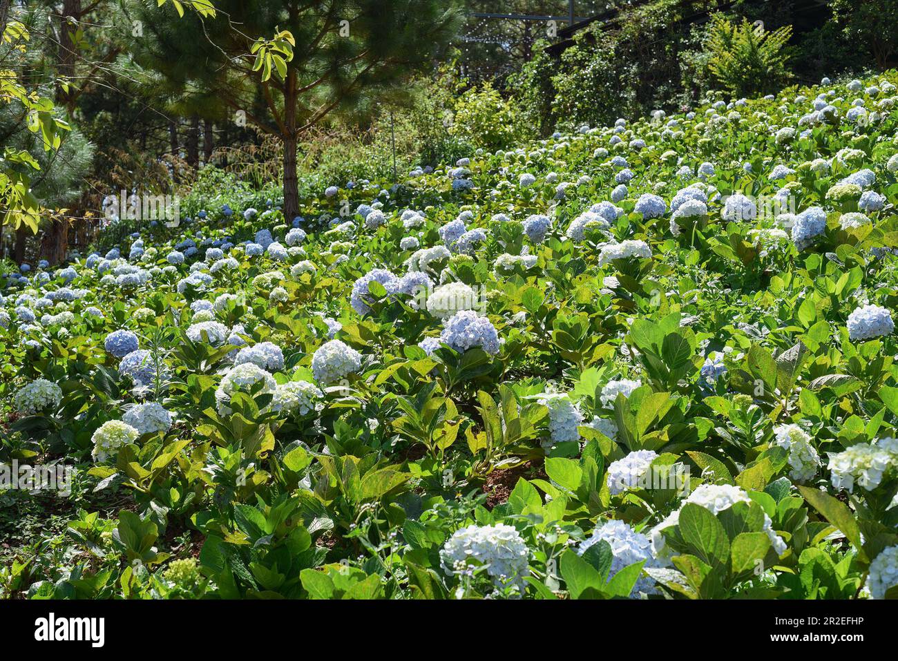 Hydrangea field against the  greenhouses and plantations in the city of Da Lat in Vietnam Stock Photo
