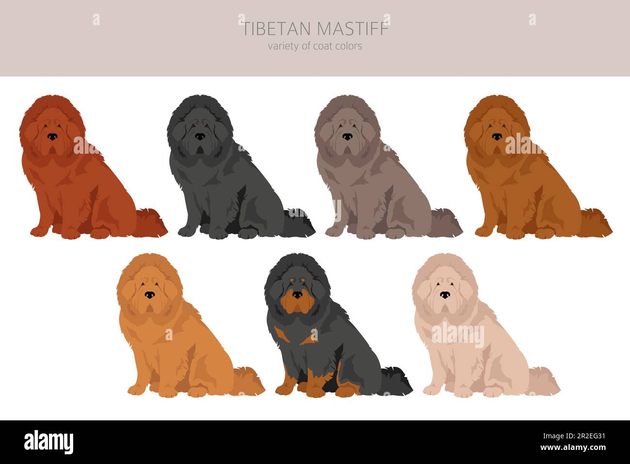 Tibetan mastiff clipart. Different poses, coat colors set.  Vector illustration Stock Vector