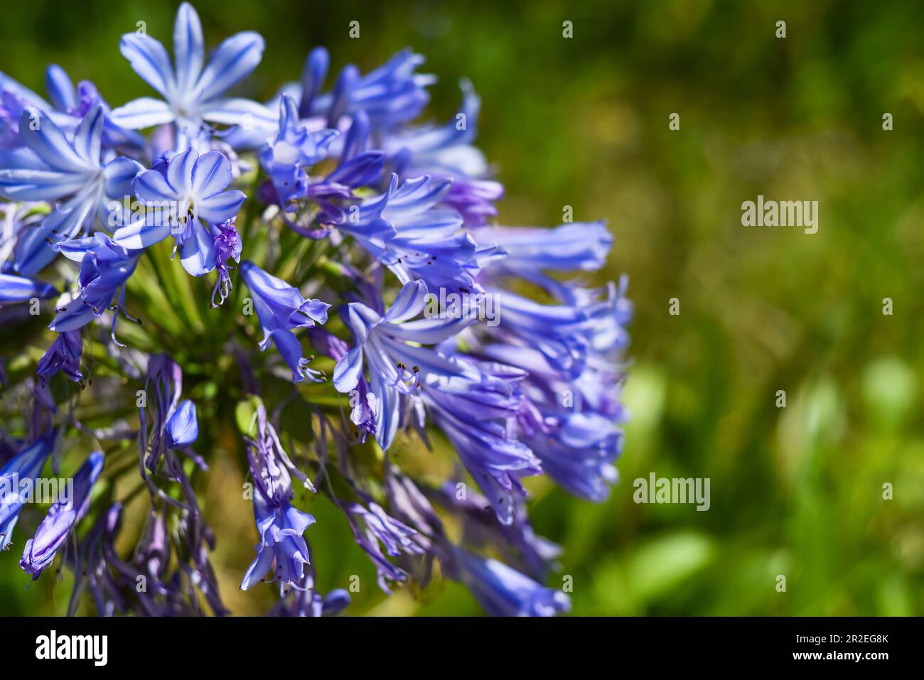 Agapanthus africanus or the African lily growing in Da Lat Vietnam Stock Photo
