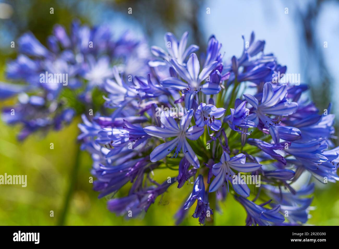 Agapanthus Blue 'African Lily