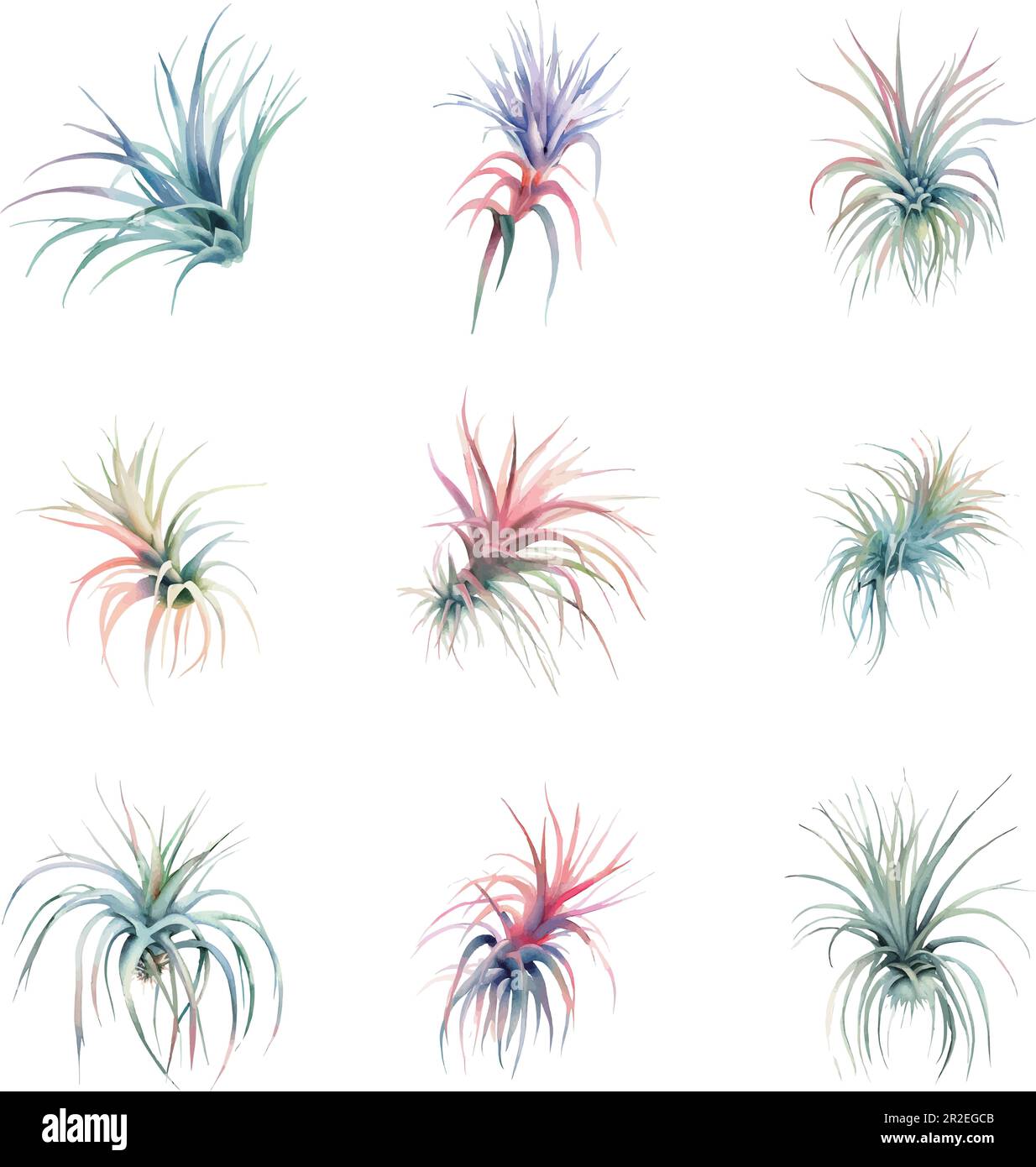 Tillandsia.Set of colorful tropical leaves on a white background. Vector illustration. Stock Vector
