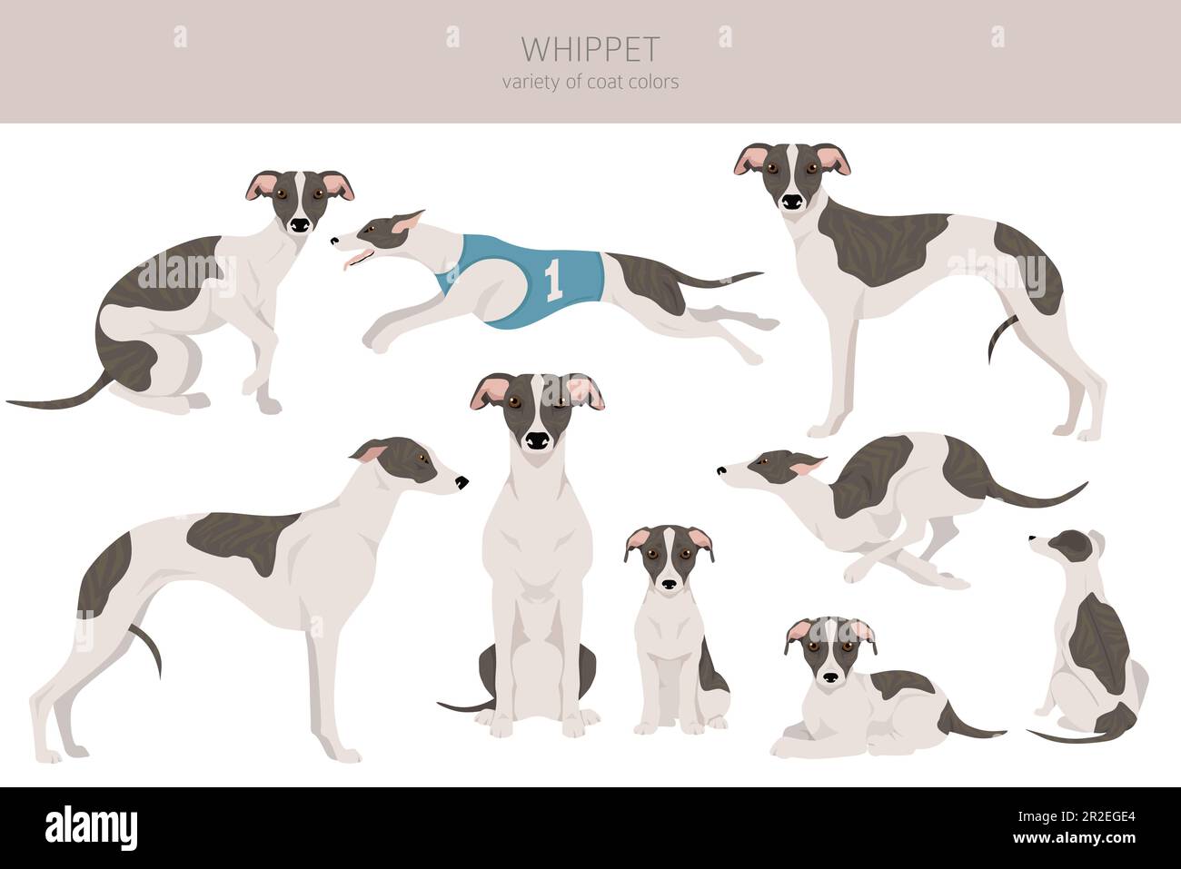 Whippet clipart. Different poses, coat colors set. Vector illustration