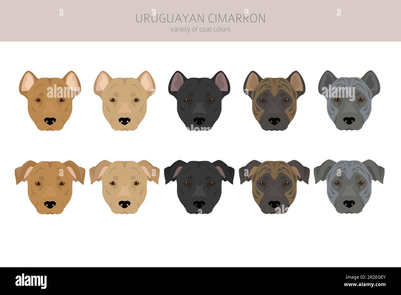 Uruguayan Cimarron clipart. All coat colors set.  All dog breeds characteristics infographic. Vector illustration Stock Vector