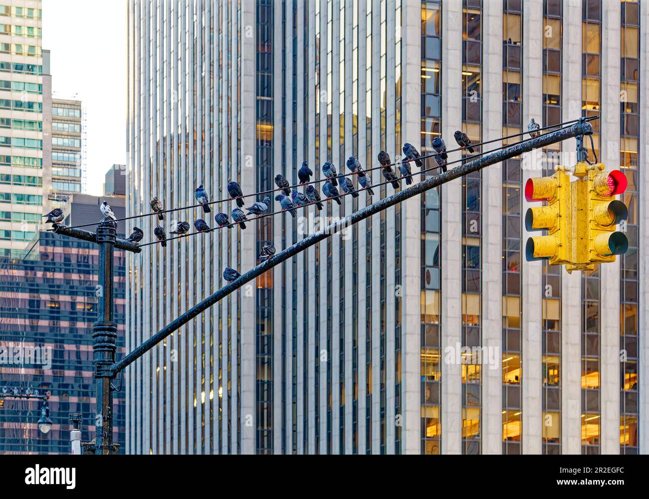 The pigeons seem to be waiting for a green light, with the General Motors Building as their backdrop. Stock Photo