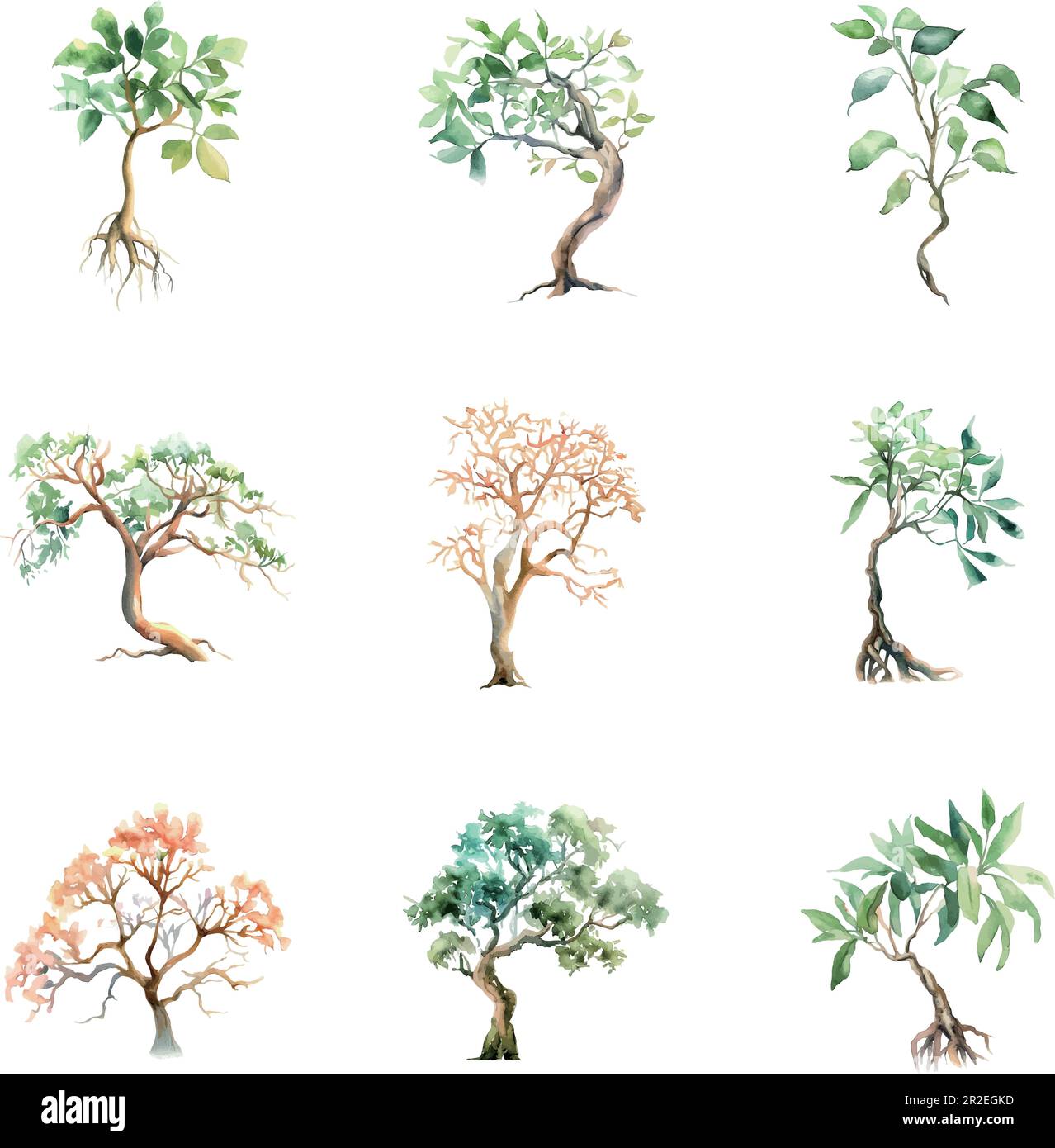 Radermachera sinica.Watercolor tree set. Hand drawn illustration isolated on white background. Stock Vector