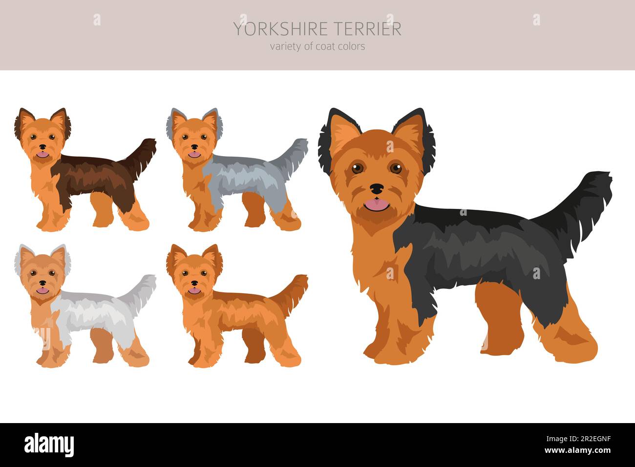 Different yorkie coats hot sale