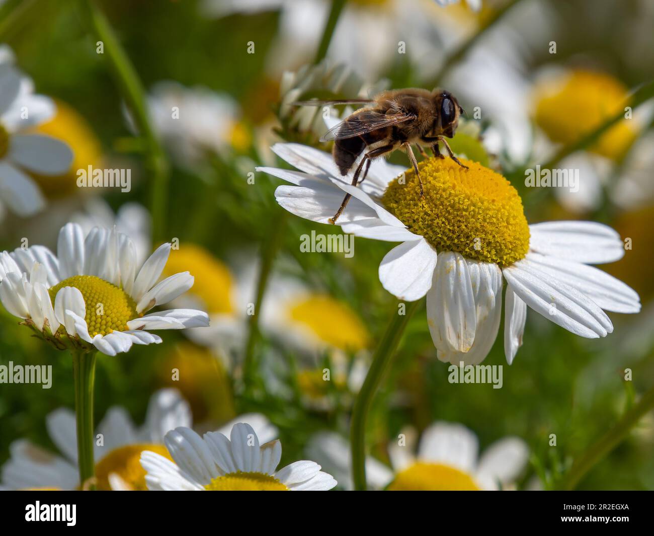 small bee collects pollen from a white chamomile flower on a summer day. Honeybee perched on white daisy flower, close-up. Stock Photo