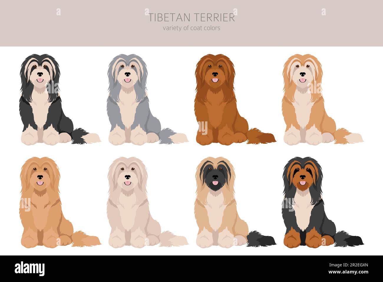 Tibetan terrier clipart. Different poses, coat colors set.  Vector illustration Stock Vector