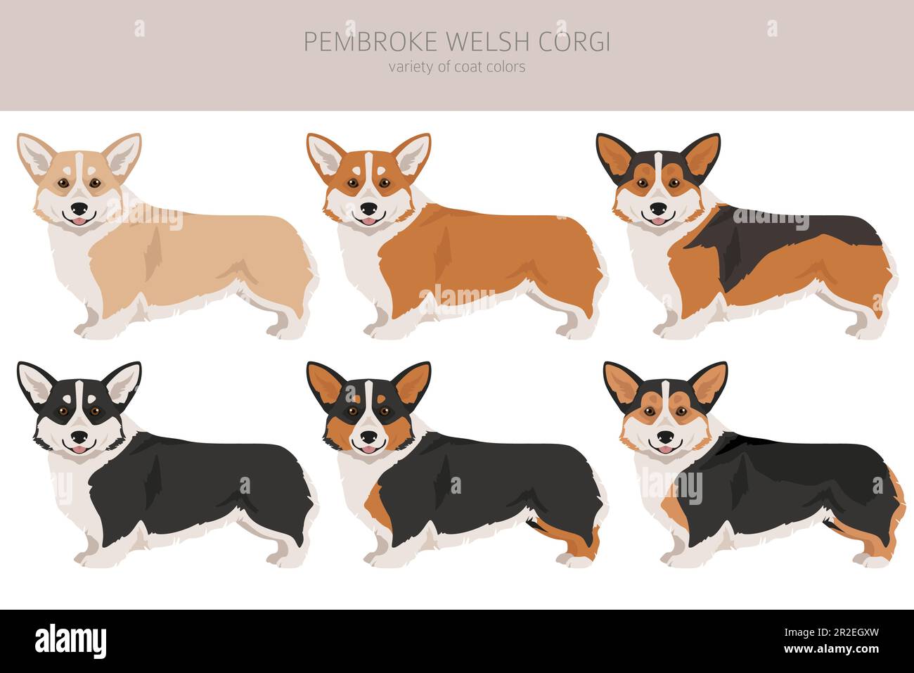 Welsh Pembroke clipart. All coat colors set. All dog breeds