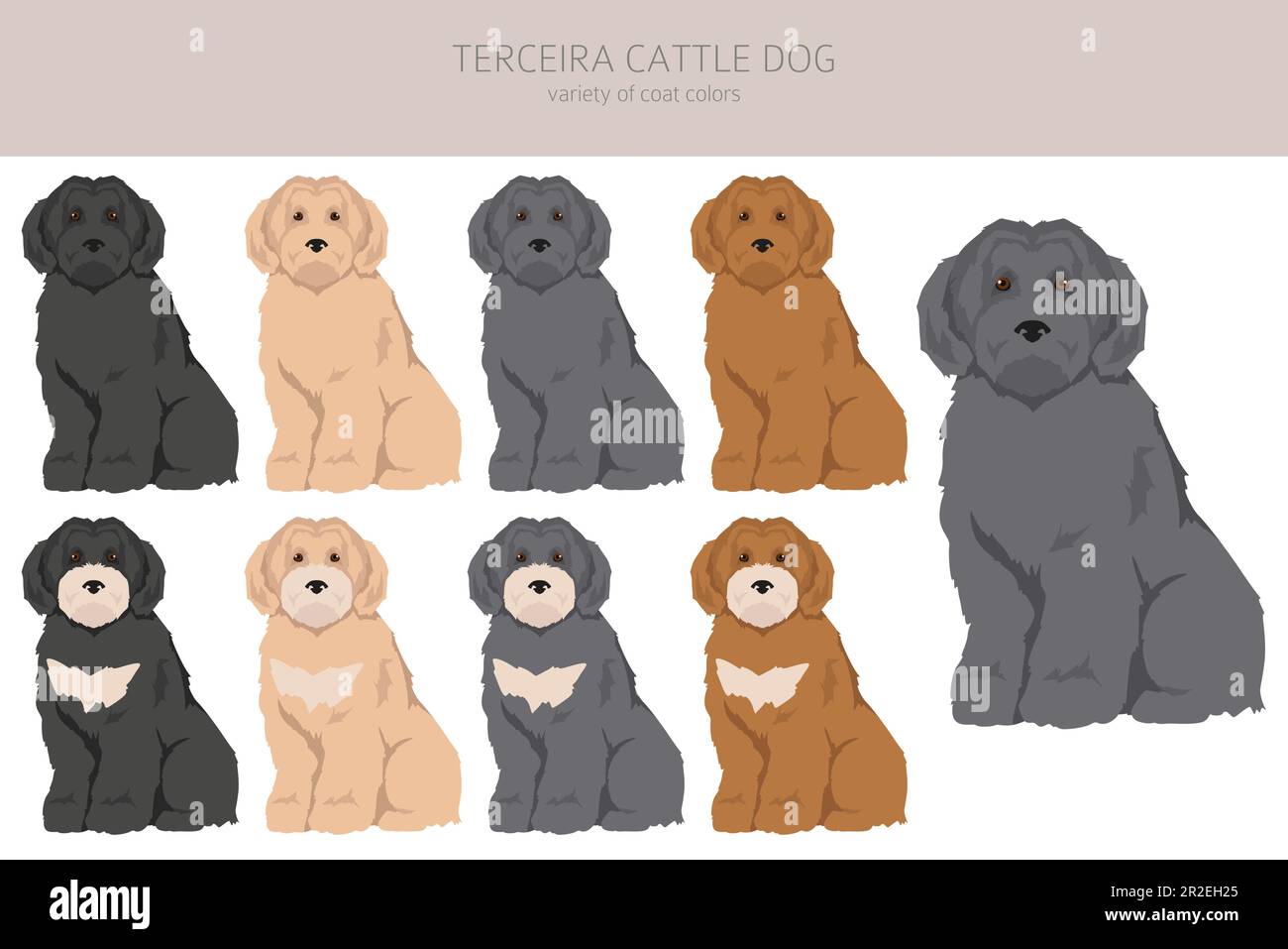 Terceira Cattle dog clipart. Different poses, coat colors set. Vector