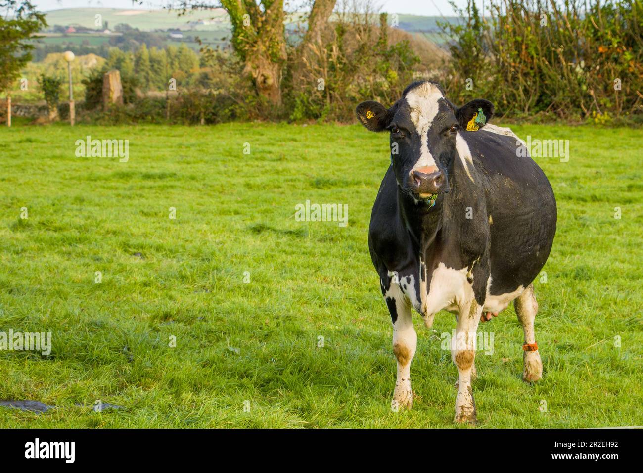 Cows in field, one cow looking at the camera Stock Photo - Alamy