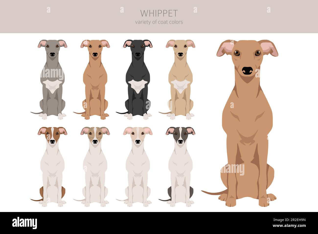 Whippet clipart. Different poses, coat colors set. Vector illustration