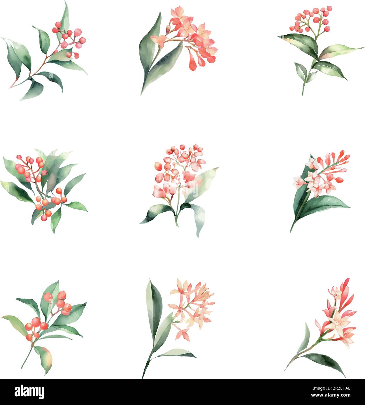 Ardisia crenata.Watercolor flowers set. Hand painted vector illustration. Isolated on white background. Stock Vector