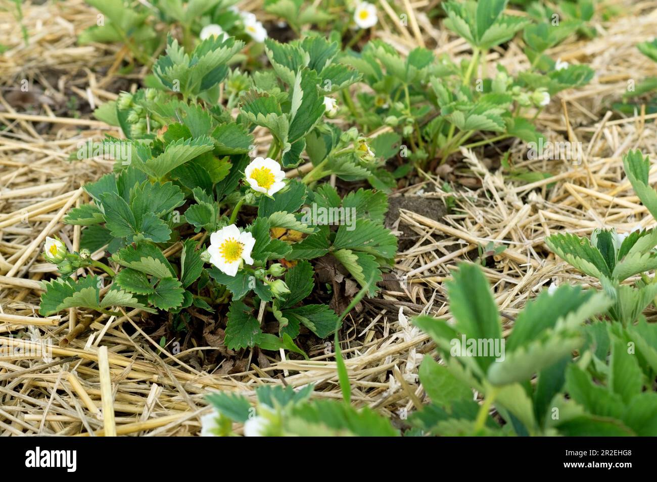 Straw mulch for strawberries plants. Mulching garden strawberries on the garden beds straw to protect against weed germination. Young strawberry bushe Stock Photo