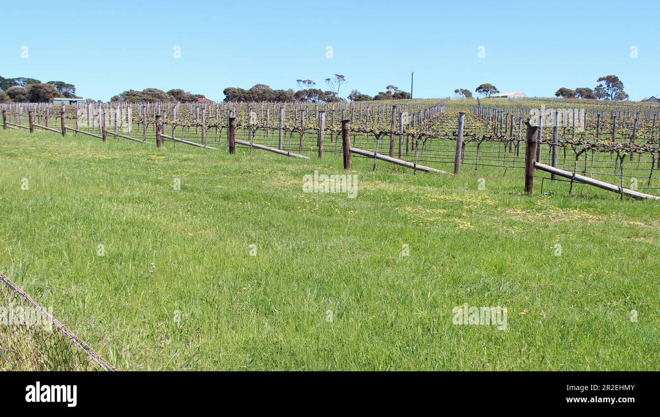 vineyard at kingscote at kangaroo island (australia) Stock Photo