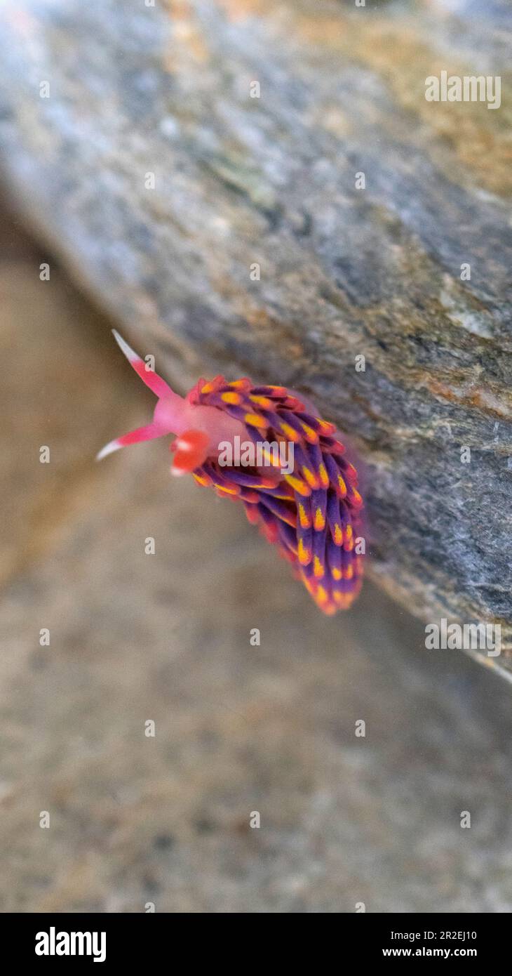 Rainbow sea slug hi-res stock photography and images - Alamy