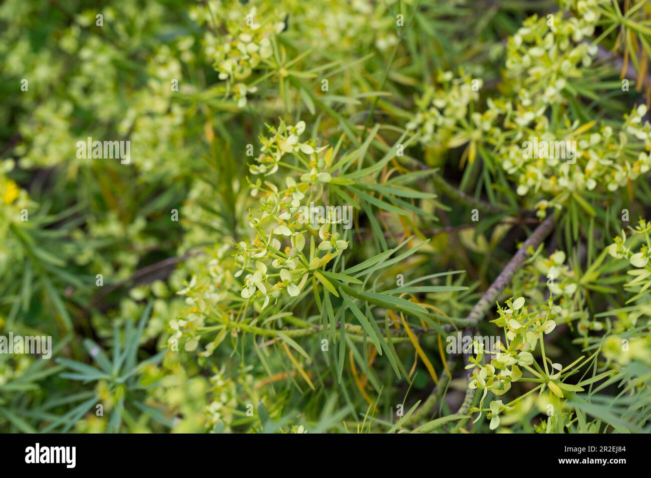 Tabaiba salvaje is a shrub endemic of Canary Islands Stock Photo