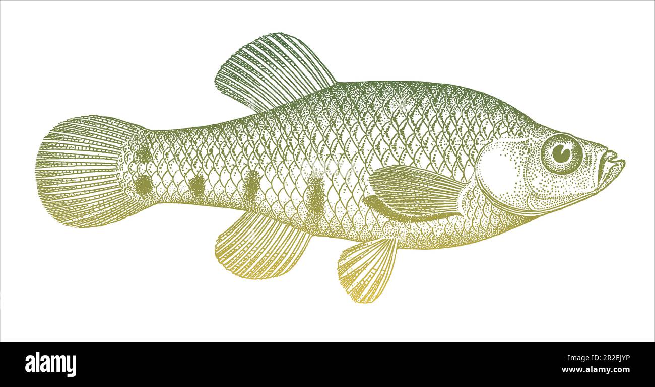 Picotee goodeid zoogoneticus quitzeoensis, threatened freshwater fish from Central America Stock Vector