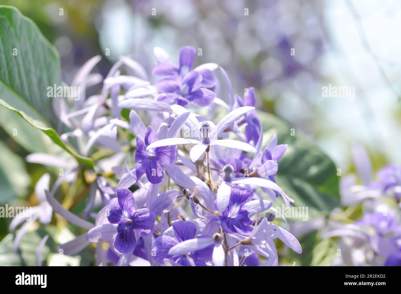 Sandpaper vine, Purple wreath or Queens wreath or purple flowers Stock Photo